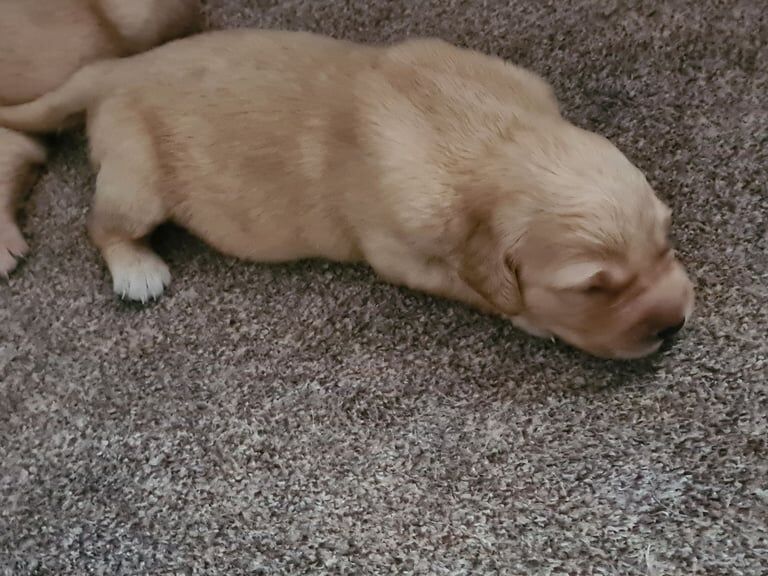 Golden Retriever puppies for sale in Seaham, Durham – 2 weeks old - Image 4 of 6