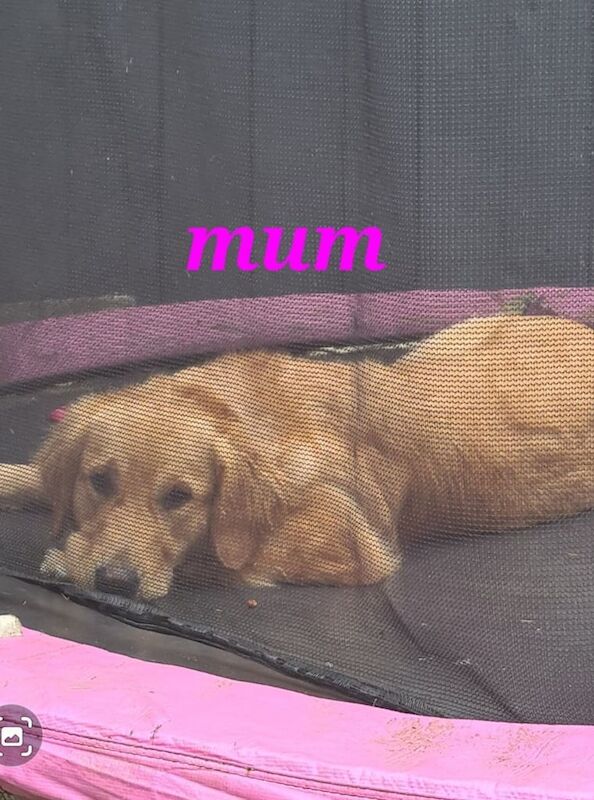 Golden Retriever puppies for sale in Seaham, Durham – 2 weeks old - Image 5 of 6