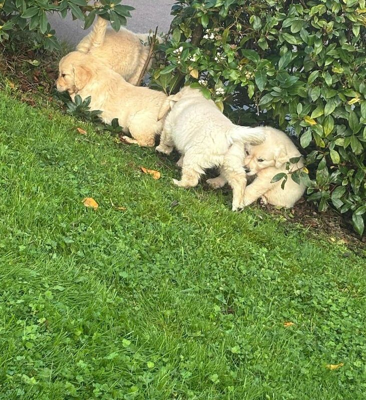 Golden Retriever Puppies For Sale