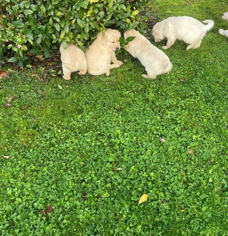 Golden Retriever puppies for sale in Hackney, Greater London – 9 weeks old - Image 2 of 5