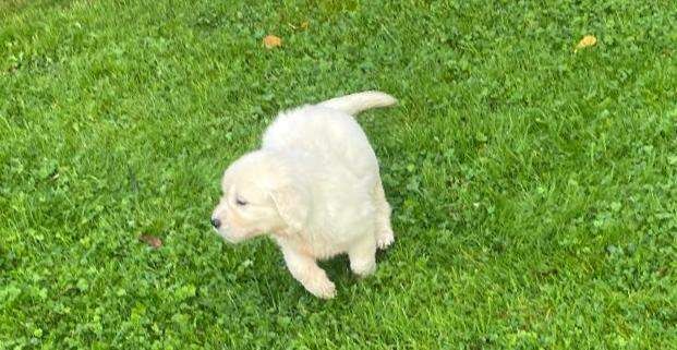 Golden Retriever puppies for sale in Hackney, Greater London – 9 weeks old - Image 3 of 5