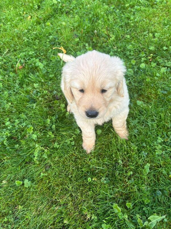 Golden Retriever puppies for sale in Hackney, Greater London – 9 weeks old - Image 4 of 5