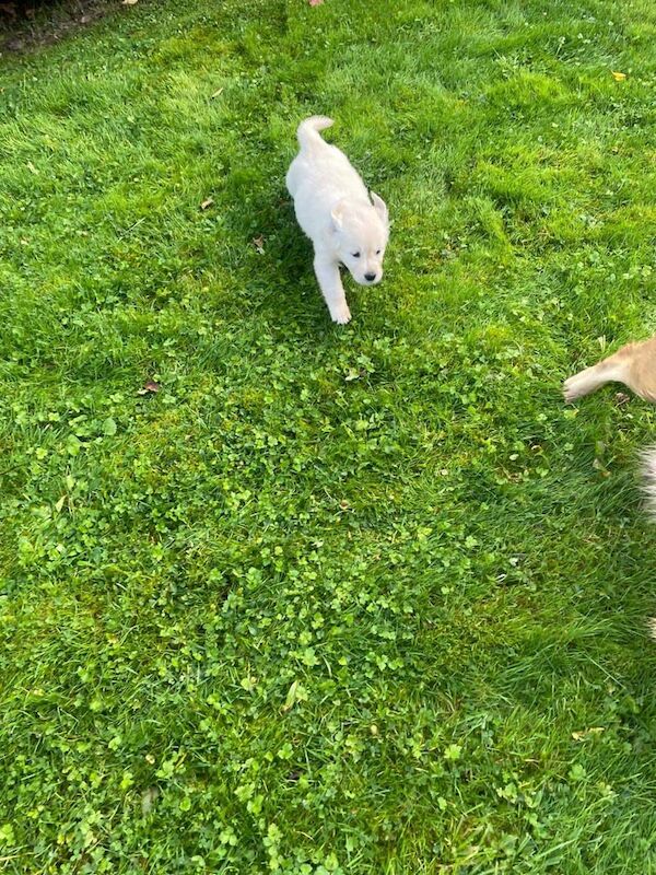 Golden Retriever puppies for sale in Hackney, Greater London – 9 weeks old - Image 5 of 5