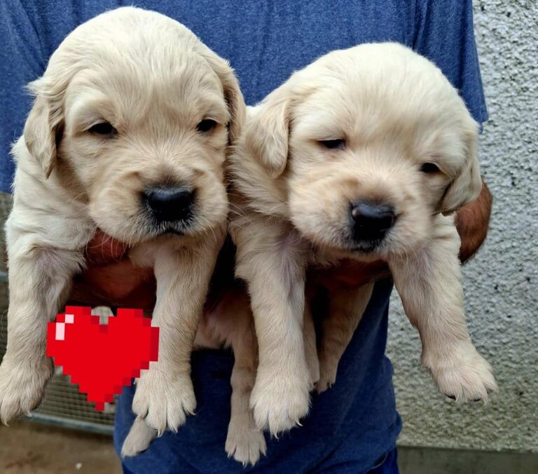 Golden Retriever puppies for sale in Dungannon, County Tyrone – 5 weeks old