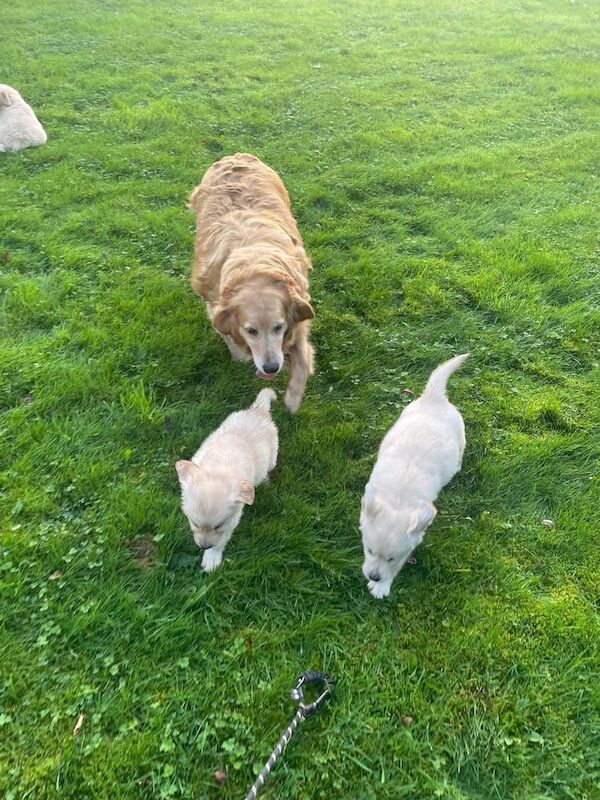 Golden Retriever Puppies For Sale