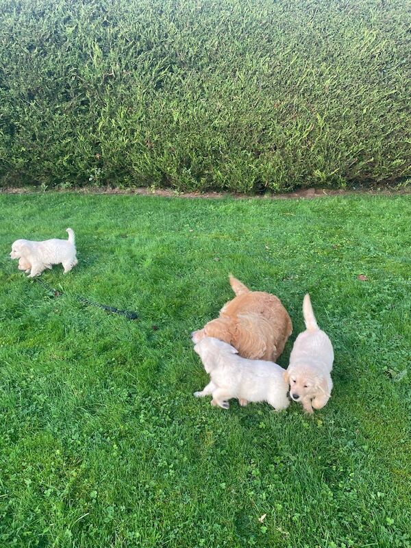 Golden Retriever puppies for sale in Hackney, Greater London – 8 weeks old - Image 2 of 5