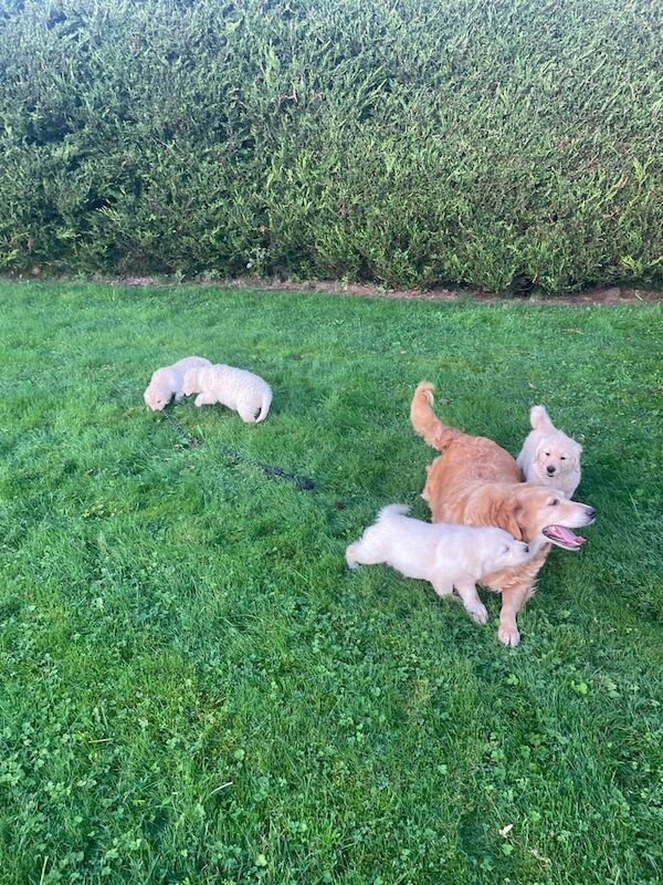 Golden Retriever puppies for sale in Hackney, Greater London – 8 weeks old - Image 3 of 5