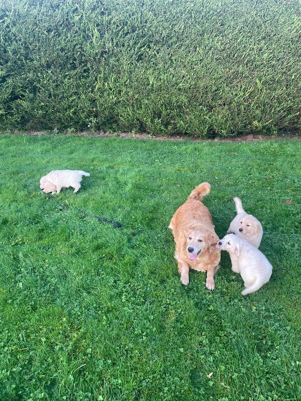 Golden Retriever puppies for sale in Hackney, Greater London – 8 weeks old - Image 4 of 5