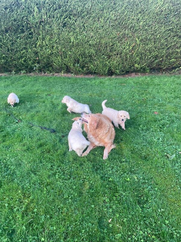 Golden Retriever puppies for sale in Hackney, Greater London – 8 weeks old - Image 5 of 5