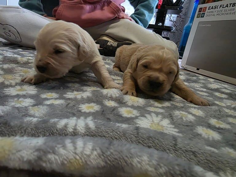 Golden Retriever puppies for sale in Bangor, County Down – KC registered, 3 weeks old