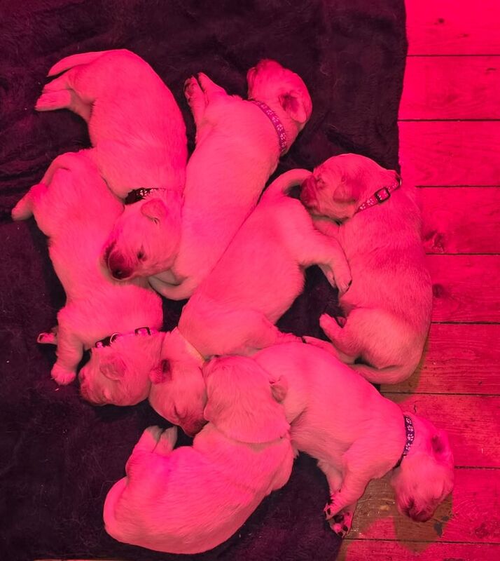 Golden Retriever puppies for sale in Bangor, County Down – KC registered, 3 weeks old - Image 2 of 4