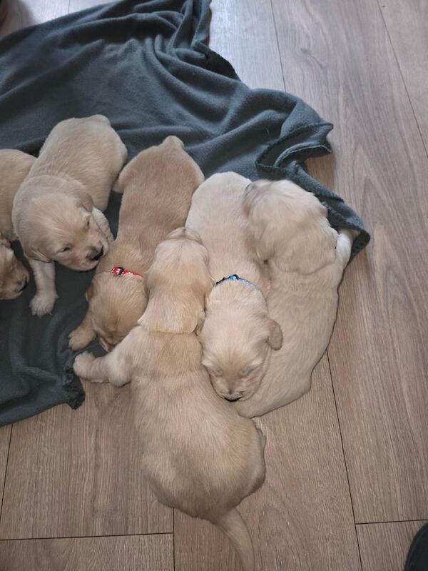 Golden Retriever puppies for sale in Bangor, County Down – KC registered, 3 weeks old - Image 3 of 4