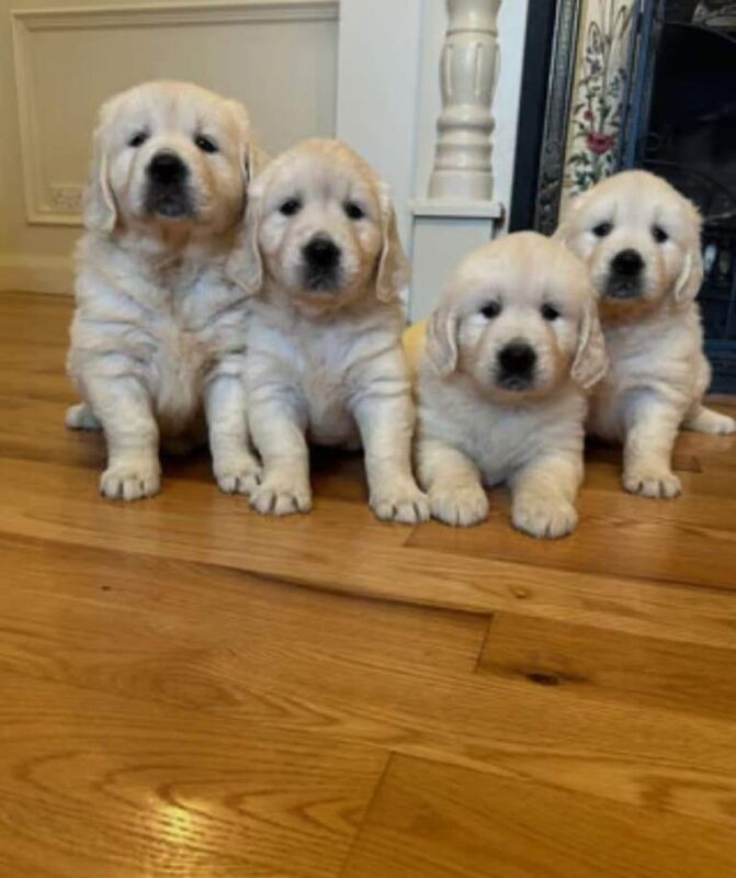 Golden Retriever puppies for sale in Salford, Greater Manchester – 8 weeks old
