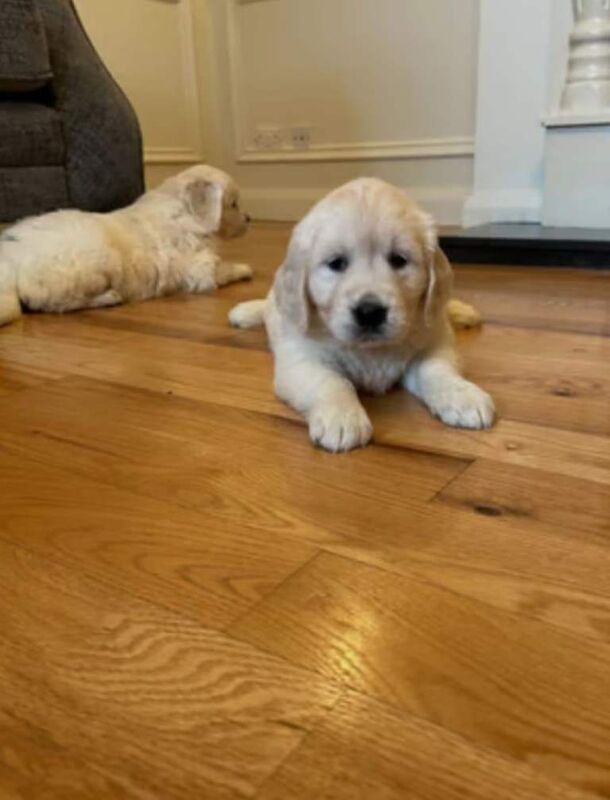 Golden retriever puppies - Image 2 of 4