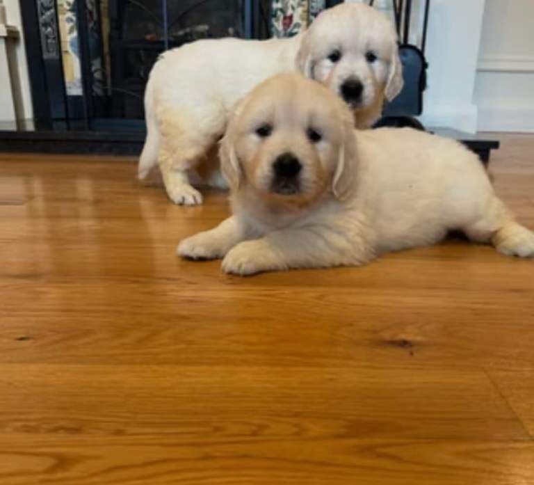 Golden retriever puppies - Image 3 of 4