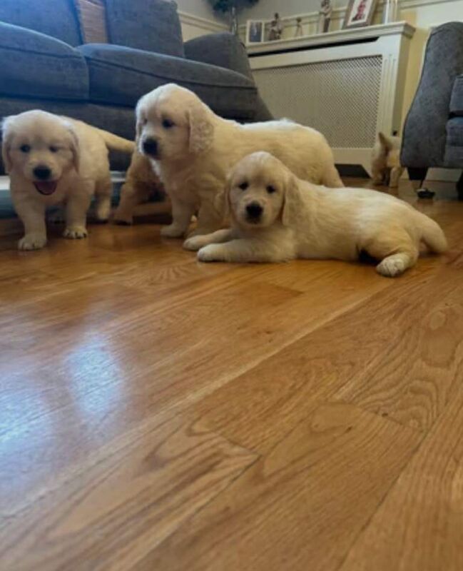 Golden retriever puppies - Image 4 of 4