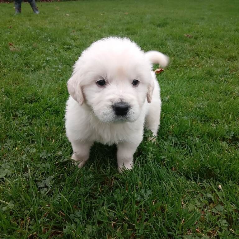 Kennel Club Registered Golden Retriever Puppies For Sale
