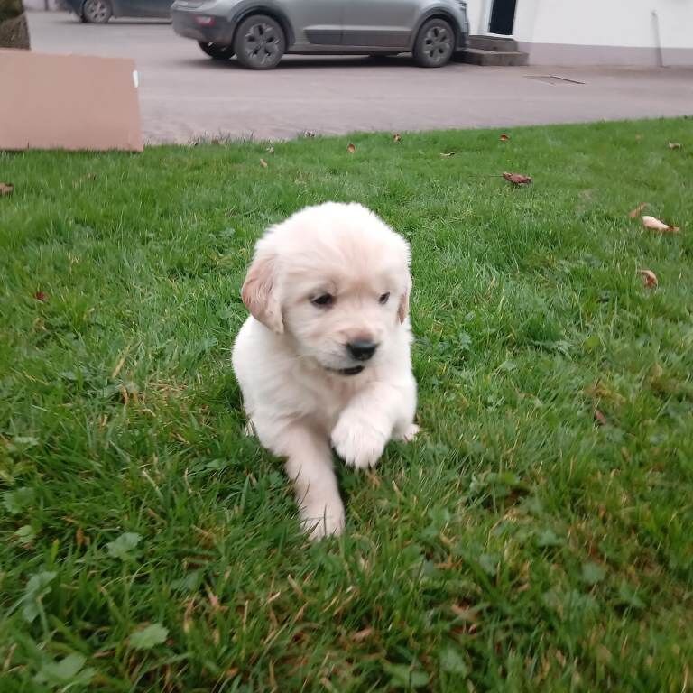 Golden Retriever puppies for sale in Omagh, County Tyrone – KC registered, 5 weeks old - Image 2 of 3