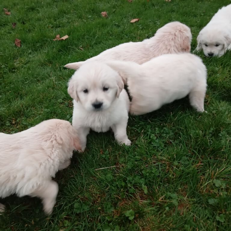 Golden Retriever puppies for sale in Omagh, County Tyrone – KC registered, 5 weeks old - Image 3 of 3