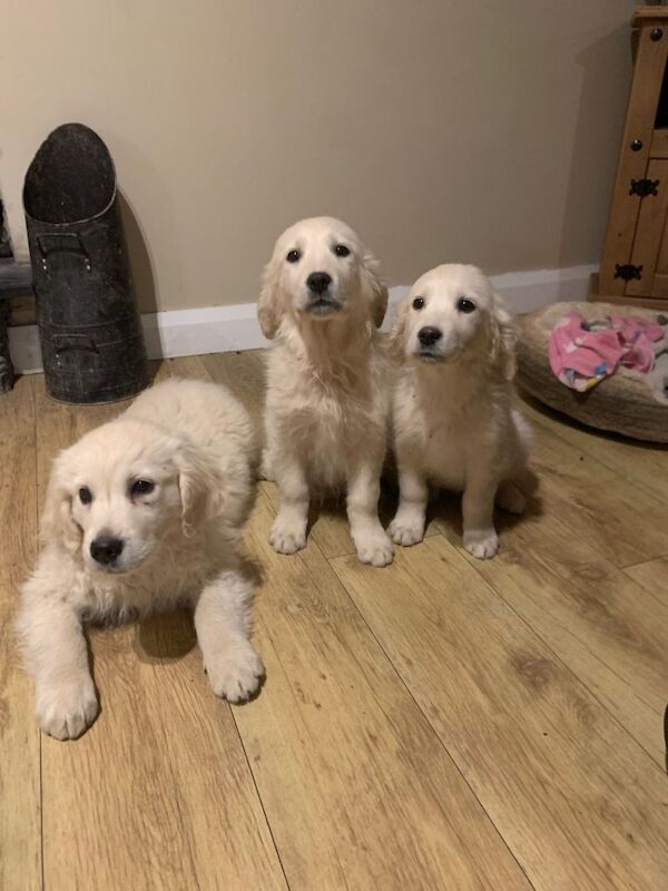 Golden Retriever Puppies For Sale