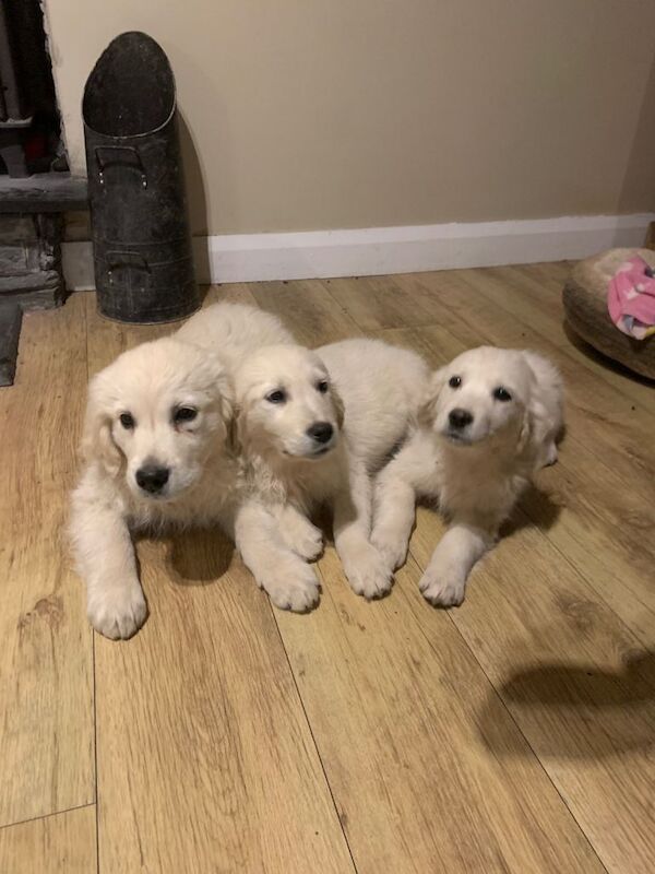 Golden Retriever puppies for sale in Dungannon, County Tyrone – 3 months old - Image 2 of 6