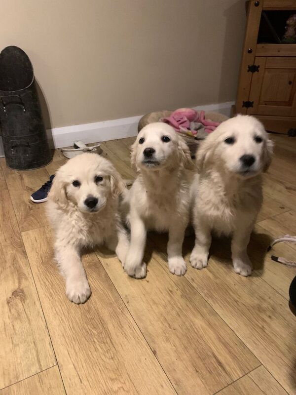 Golden Retriever puppies for sale in Dungannon, County Tyrone – 3 months old - Image 3 of 6