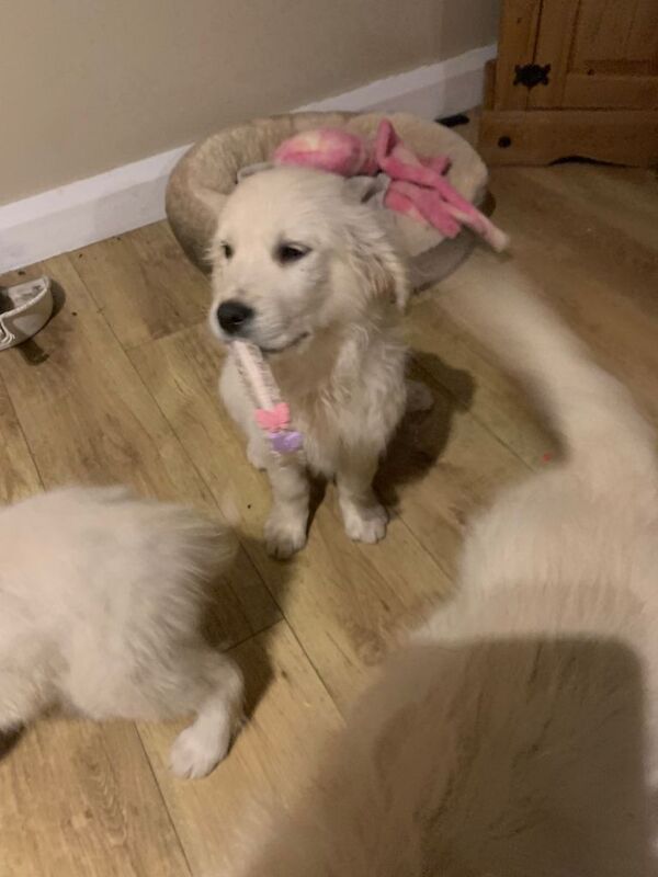 Golden Retriever puppies for sale in Dungannon, County Tyrone – 3 months old - Image 4 of 6