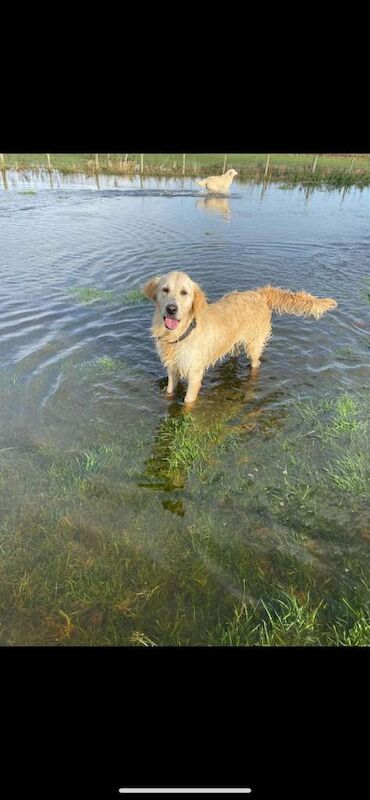 Golden Retriever puppies for sale in Dungannon, County Tyrone – 3 months old - Image 5 of 6
