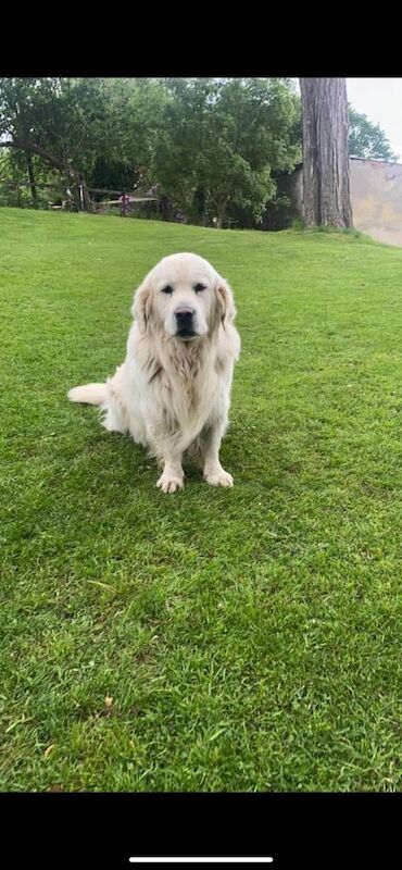 Golden Retriever puppies for sale in Dungannon, County Tyrone – 3 months old - Image 6 of 6