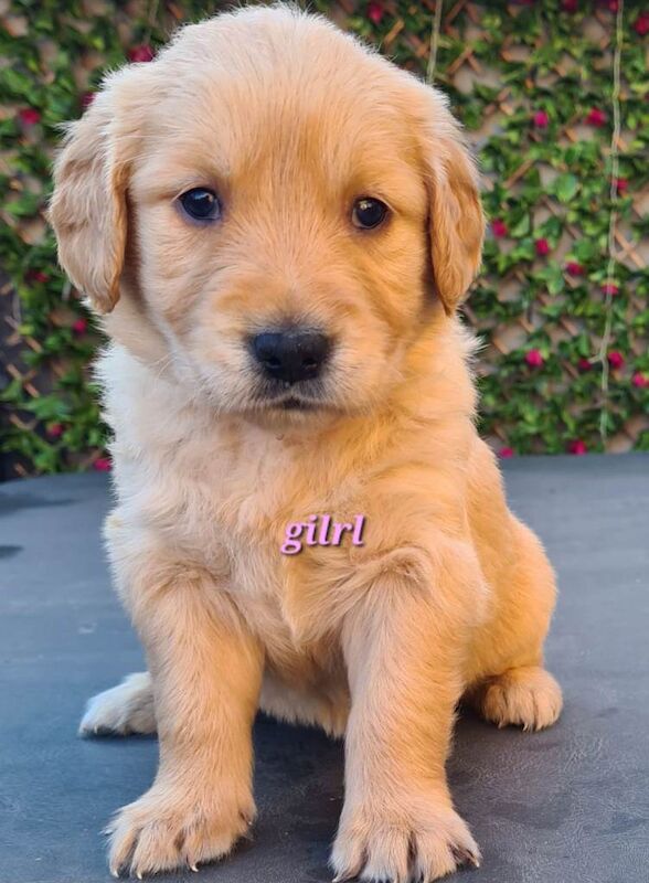Golden Retriever puppies for sale in Seaham, Durham – 3 months old - Image 2 of 3