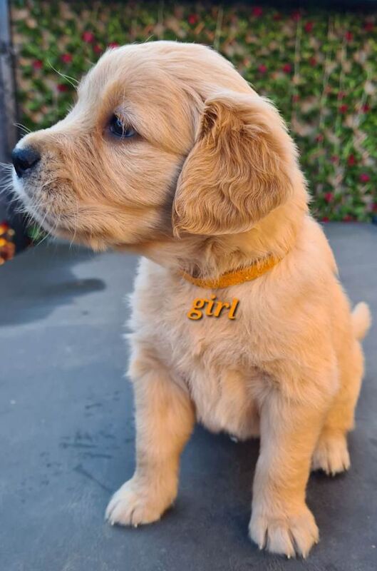 Golden Retriever puppies for sale in Seaham, Durham – 3 months old - Image 3 of 3