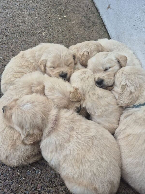 Golden Retriever puppies for sale in Dungannon, County Tyrone – 5 weeks old