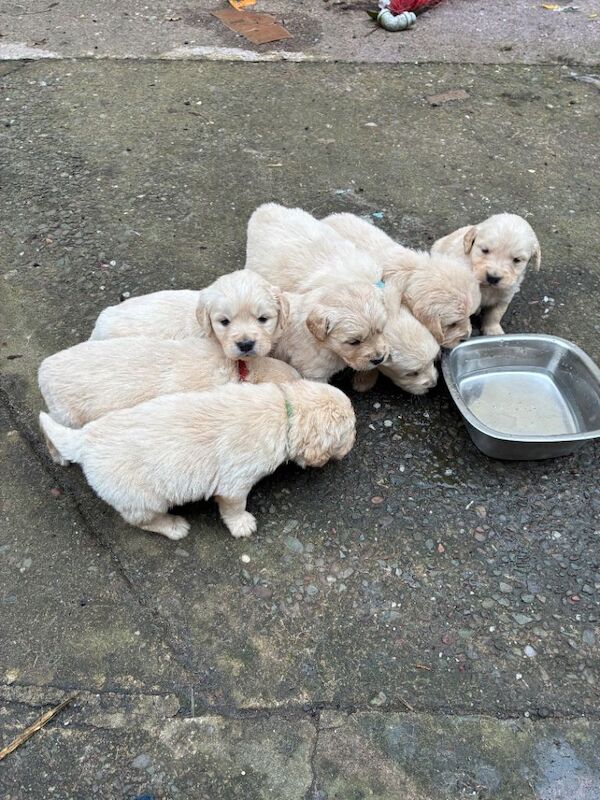 Golden Retriever puppies for sale in Dungannon, County Tyrone – 5 weeks old - Image 2 of 5