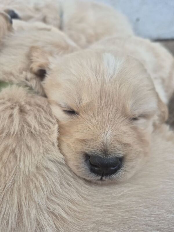 Golden Retriever puppies for sale in Dungannon, County Tyrone – 5 weeks old - Image 3 of 5