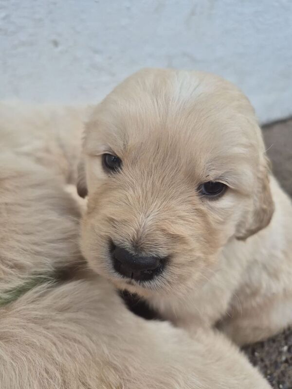 Golden Retriever puppies for sale in Dungannon, County Tyrone – 5 weeks old - Image 4 of 5