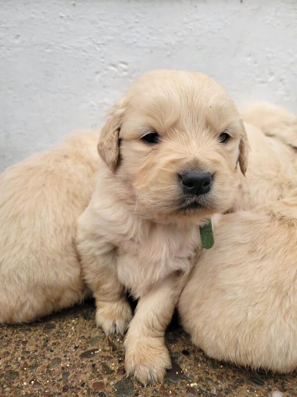 Golden Retriever puppies for sale in Dungannon, County Tyrone – 5 weeks old - Image 5 of 5