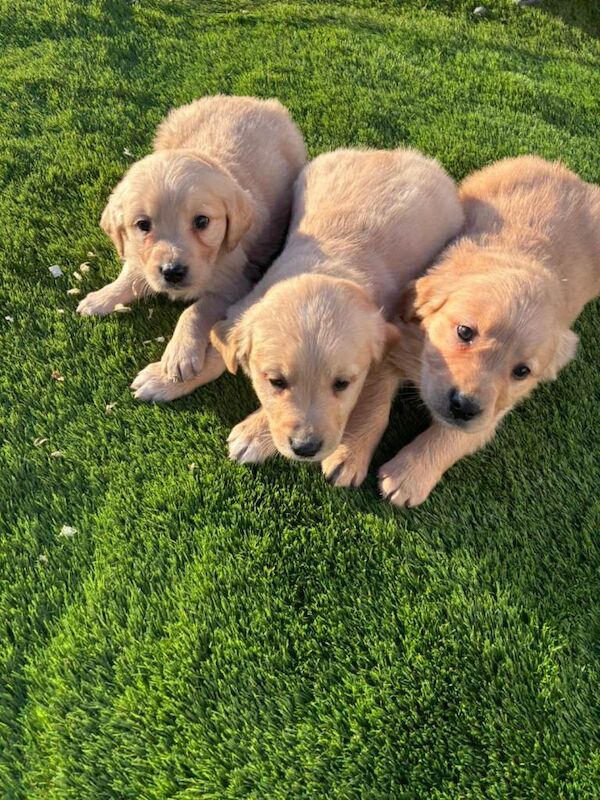 Golden Retriever puppies for sale in Hackney, Greater London – 8 weeks old