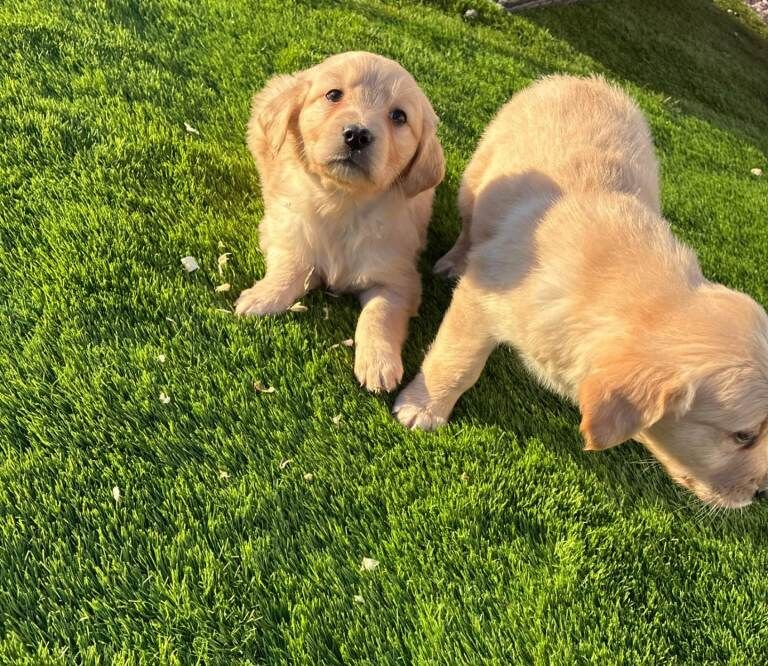 Golden Retriever puppies - Image 2 of 3