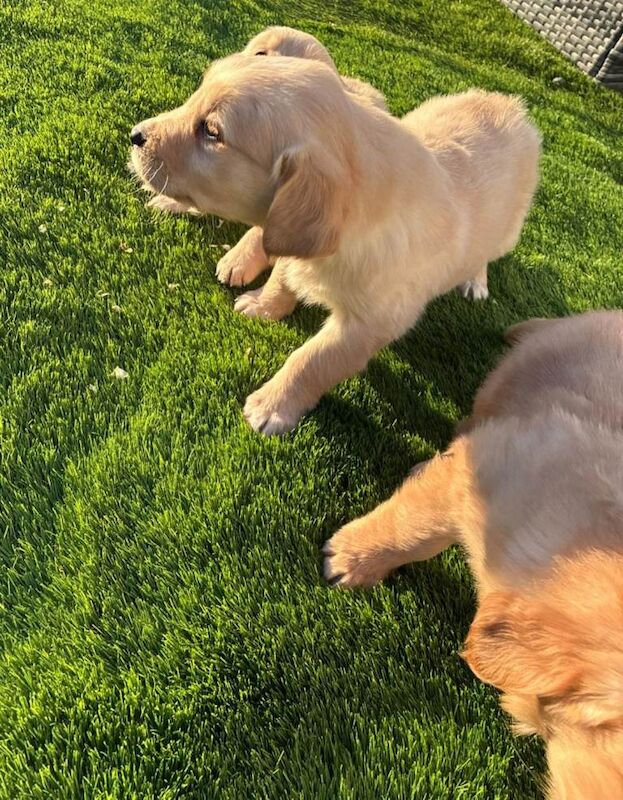 Golden Retriever puppies - Image 3 of 3