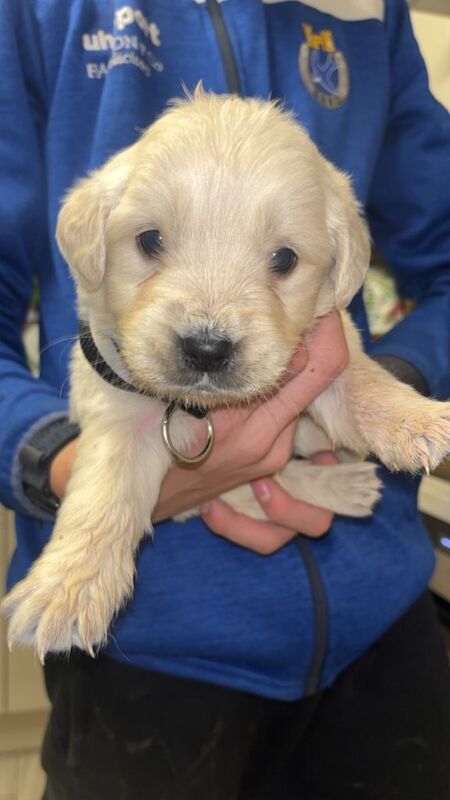 Golden Retriever puppies for sale in Dungannon, County Tyrone – 4 months old - Image 2 of 3