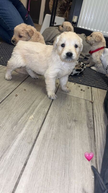 Golden Retriever puppies for sale in Dungannon, County Tyrone – 4 months old - Image 3 of 3