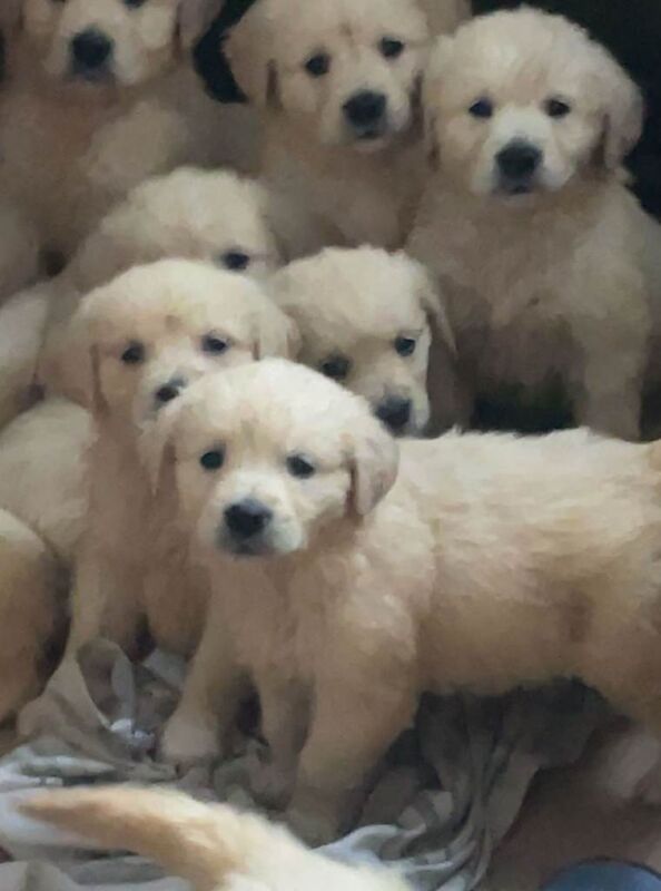 Golden Retriever puppies for sale in Dungannon, County Tyrone – 7 weeks old
