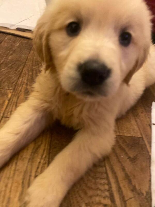 Golden Retriever puppies for sale in Dungannon, County Tyrone – 8 weeks old - Image 2 of 6