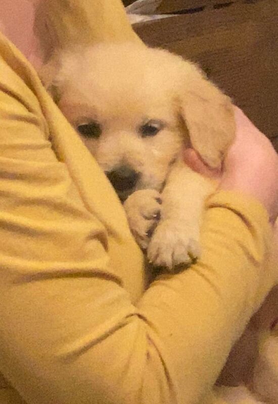 Golden Retriever puppies for sale in Dungannon, County Tyrone – 8 weeks old - Image 3 of 6