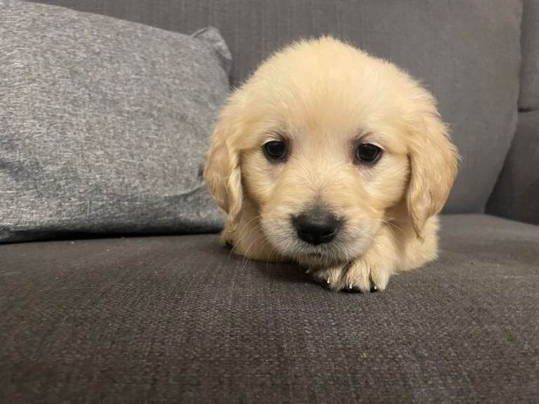 Golden Retriever puppies for sale in Dungannon, County Tyrone – 8 weeks old - Image 4 of 6