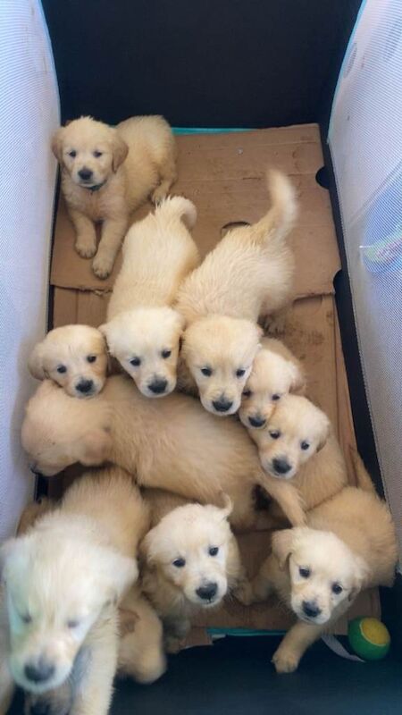 Golden Retriever puppies for sale in Dungannon, County Tyrone – 8 weeks old - Image 5 of 6
