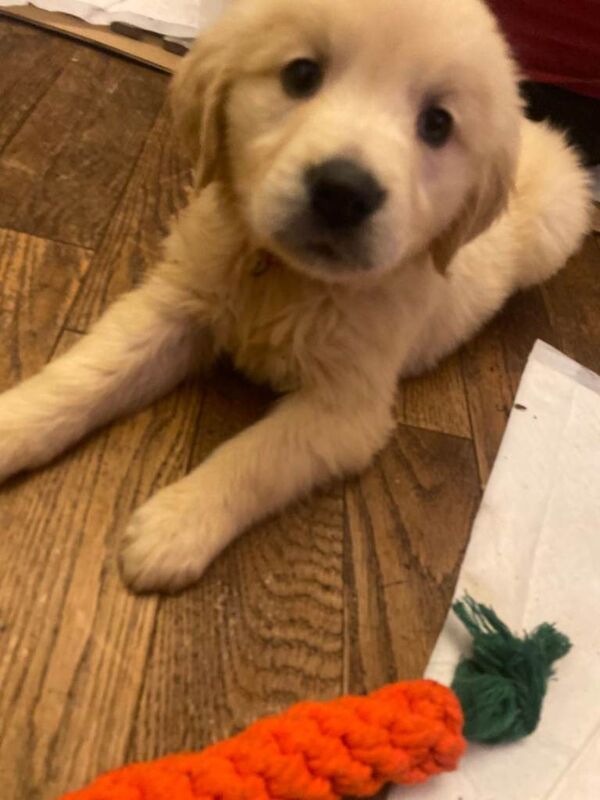 Golden Retriever puppies for sale in Dungannon, County Tyrone – 8 weeks old - Image 6 of 6