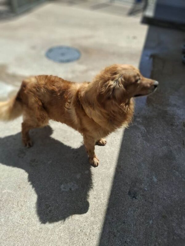 Golden Retriever puppies for sale in Dungannon, County Tyrone – 9 weeks old - Image 2 of 3