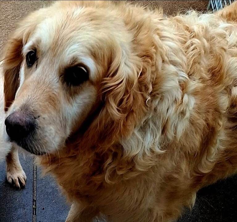 Golden Retriever puppies for sale in Dungannon, County Tyrone – 9 weeks old - Image 3 of 3