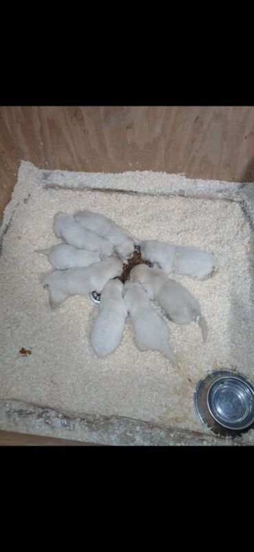 Golden Retriever puppies for sale in Newtownhamilton, County Armagh – 4 months old - Image 2 of 5